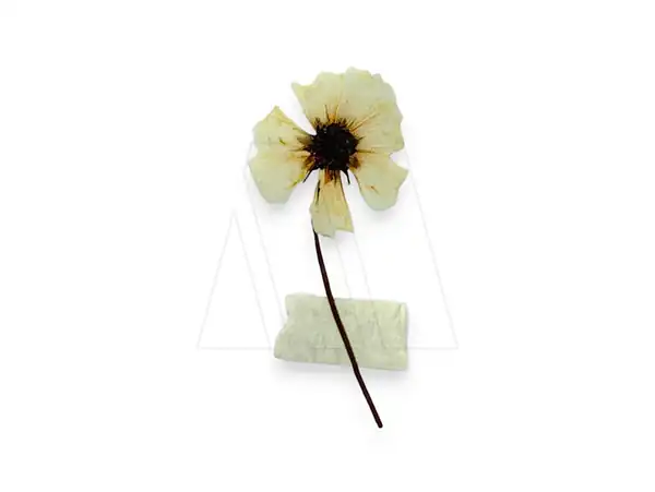 ESTAMPA DTF TERMOAD FLOR SECA 3CM X 6,5CM X 4UN